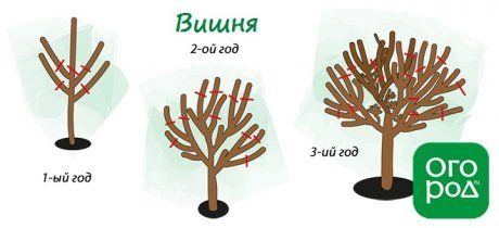 Обрезка чернослива весной для начинающих в картинках